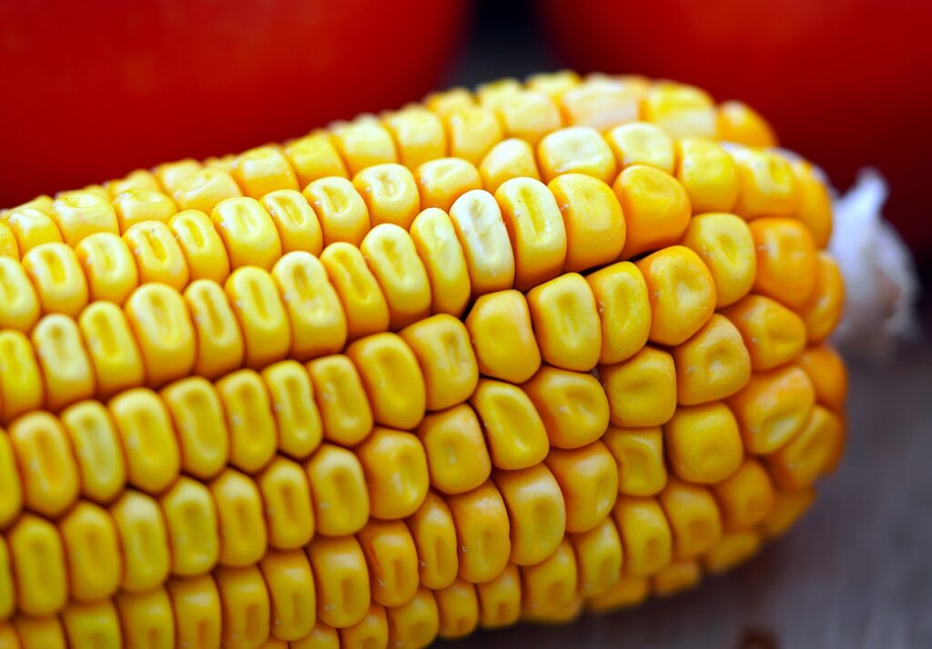 corn, vegetable, food-6661530.jpg