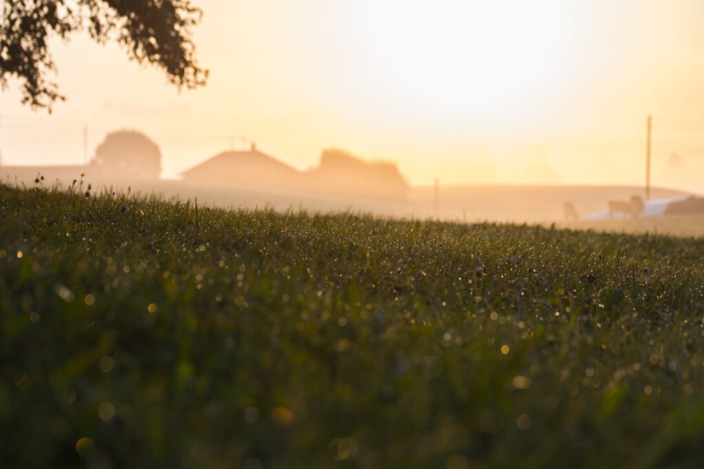 rural, morning, field-1696661.jpg